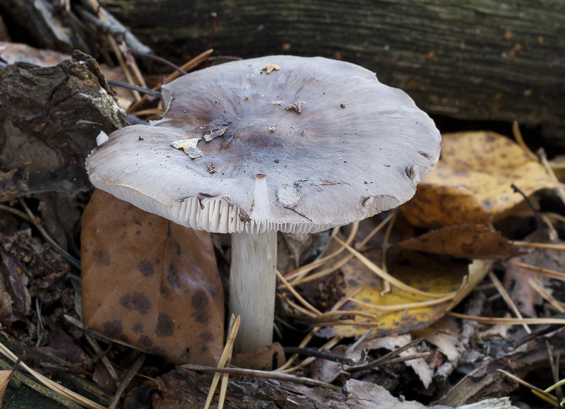 Pluteus pouzarianus